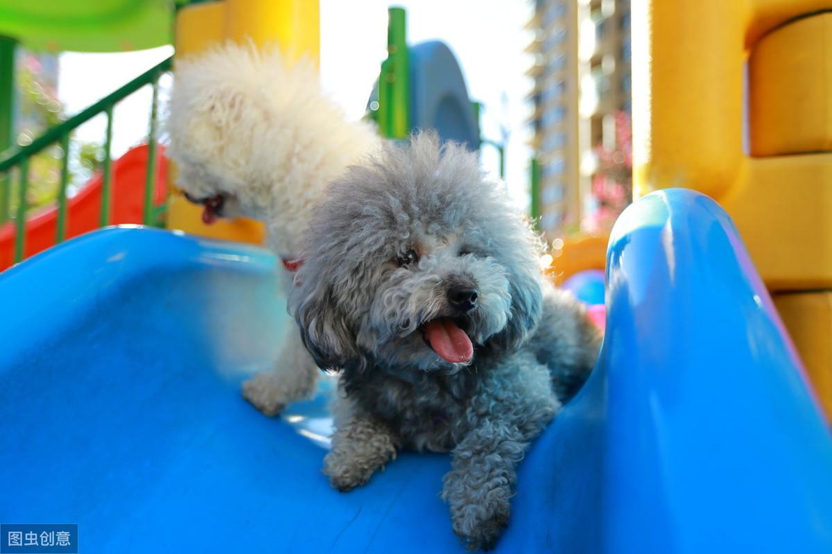 查理王小猎犬的优缺点详解（爱干净的查理王犬多少钱一只）