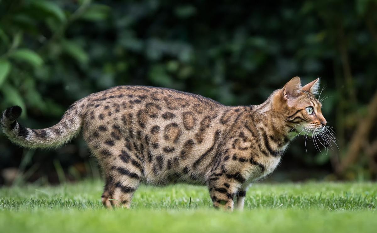 公猫绝育还长个子吗（公猫绝育早会影响骨骼发育其费用高昂）