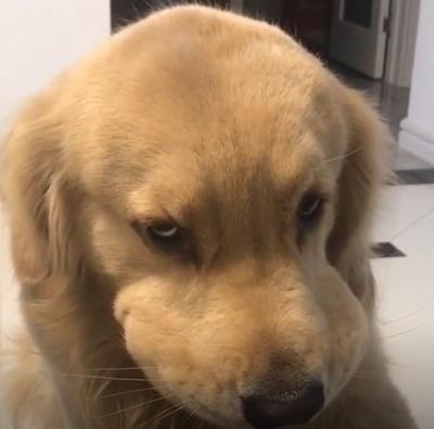 狗狗恨透主人的十种表现