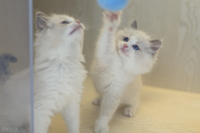 速诺片猫咪一次吃多少(猫咪易得这几种病)