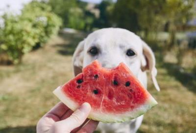 狗狗可以吃玉米吗（狗狗可以吃的15种人类食物）