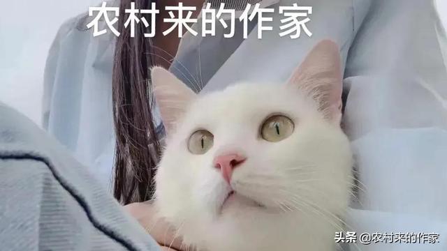 猫死后会给主人托梦吗(猫给人托梦意味着什么)