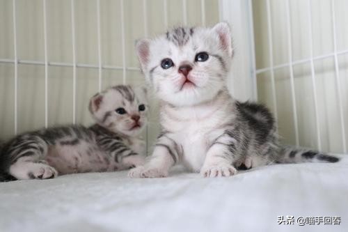 猫咪难产的表现（附：猫咪难产的原因及解决办法）