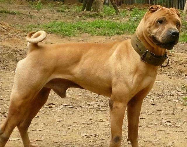 中国本土霸气的“骨嘴沙皮犬”,是国人的骄傲