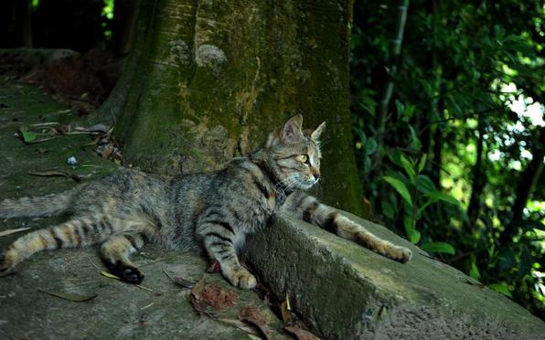 狸花猫 一生只有一个主人（详解：狸花猫认主人的细节表现）