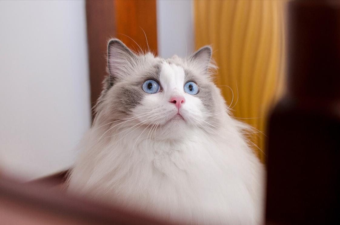 布偶猫认主人的几种行为（布偶猫只认一个铲屎官吗）