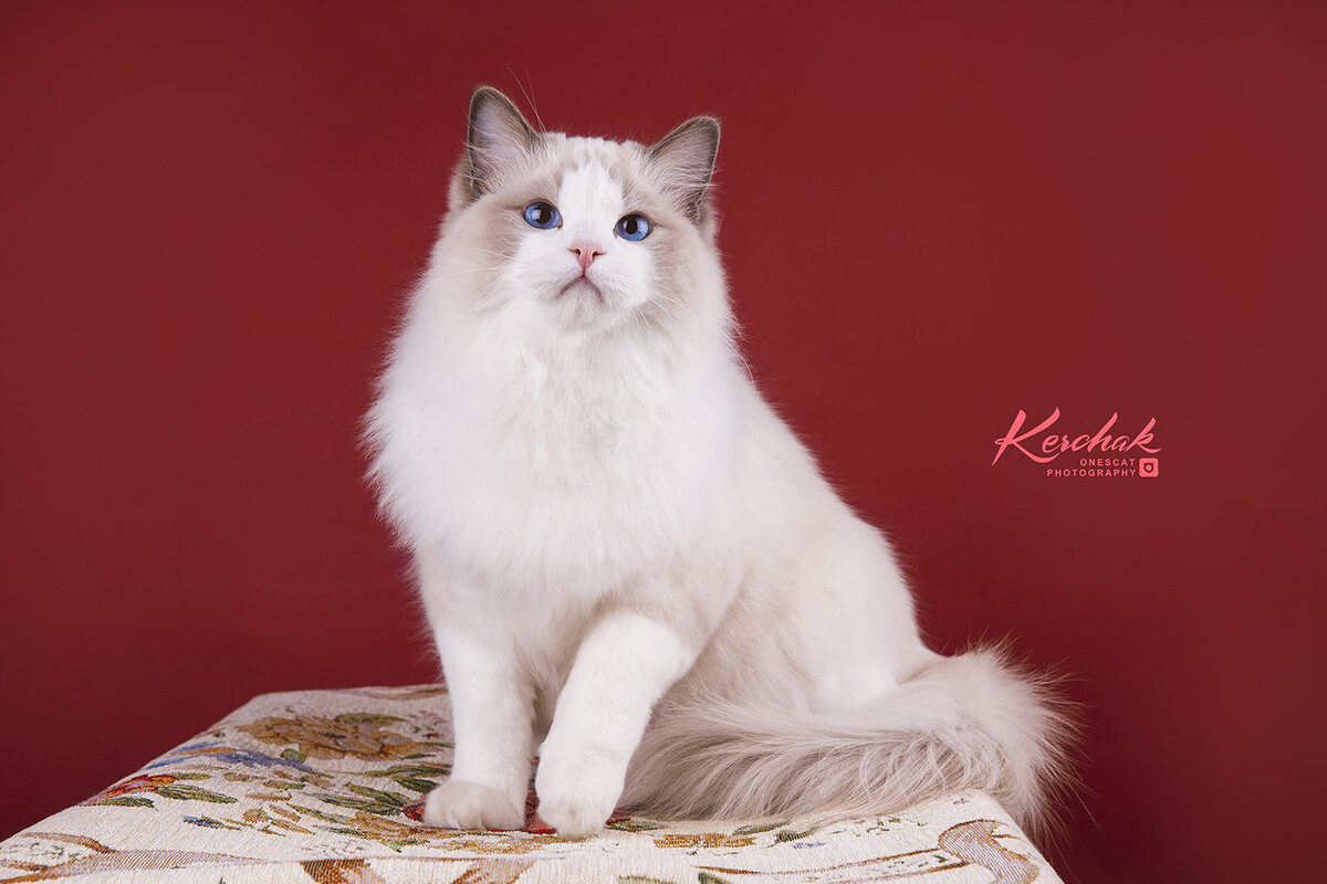 布偶猫海双和蓝双有什么区别（详解：双色布偶猫哪个更好看更贵）