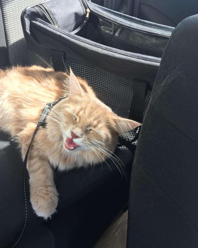 猫会晕车吗(猫会晕车是怎样的表现)