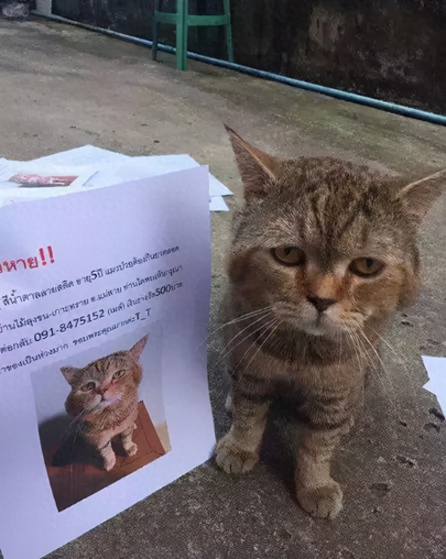 丢了猫千万别找为什么（附：前3天是找猫的黄金时间不然回不来）