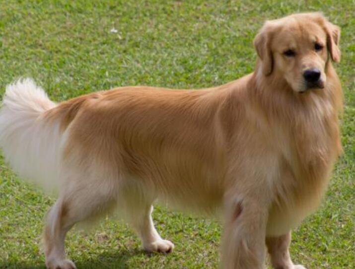 国家禁养一些狗狗的原因（附：中国家禁养的26种狗）