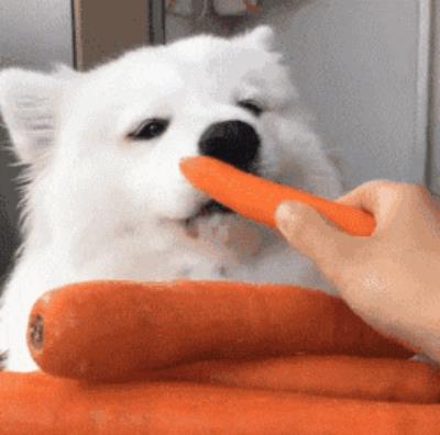狗狗能吃胡萝卜吗