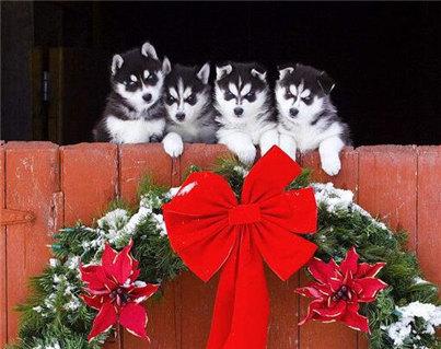 哈士奇幼犬好养吗