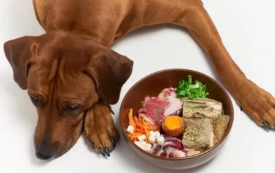 狗狗食欲不好是什么原因（详解：狗狗挑食的常见原因和解决办法）