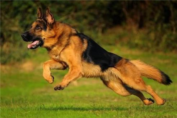 十大认主的狗狗排名（哪种狗狗最认主人）