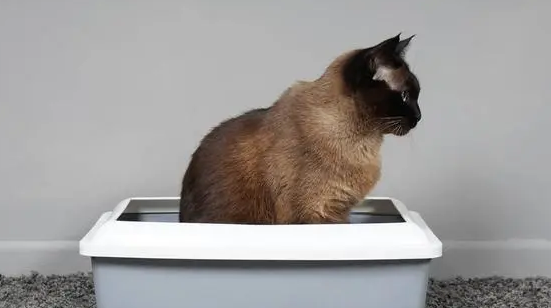 猫要大便小便的信号