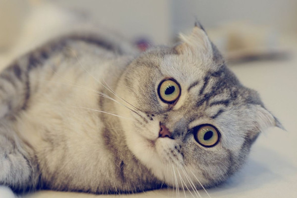 公猫绝育会解决哪些困扰呢