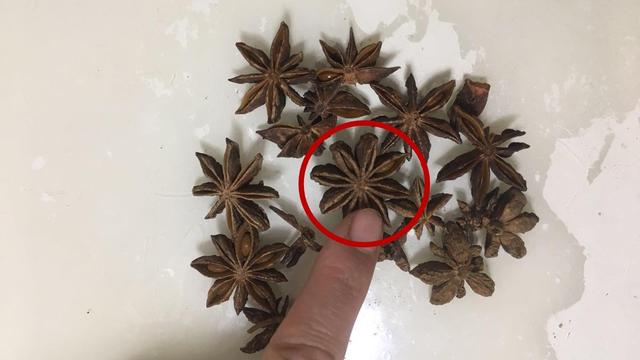 猫薄荷为什么让猫兴奋(猫为什么对薄荷兴奋)