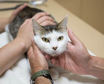 猫咪便血是因为什么（详解：猫咪血便的7种常见原因）