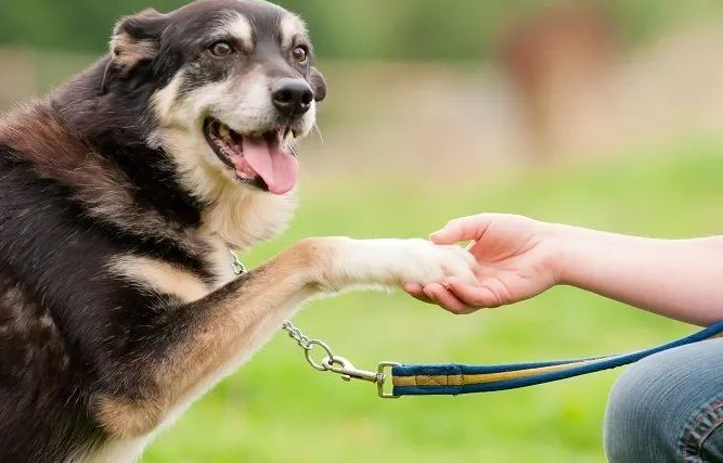 哈巴狗怎么训练(详解:训练哈巴狗技巧)