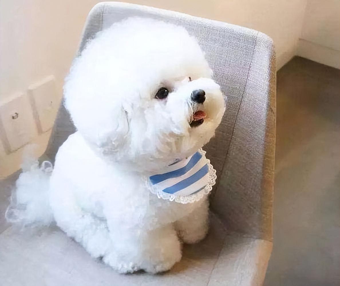 分享比熊最爱吃的10种食物（比熊犬吃什么食物对身体最好）