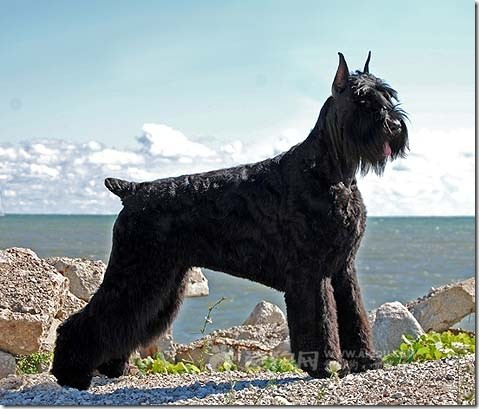 宠物犬排名及图片大全（宠物犬种类大全及名称）