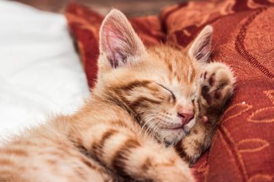 猫咪有口炎怎么治疗