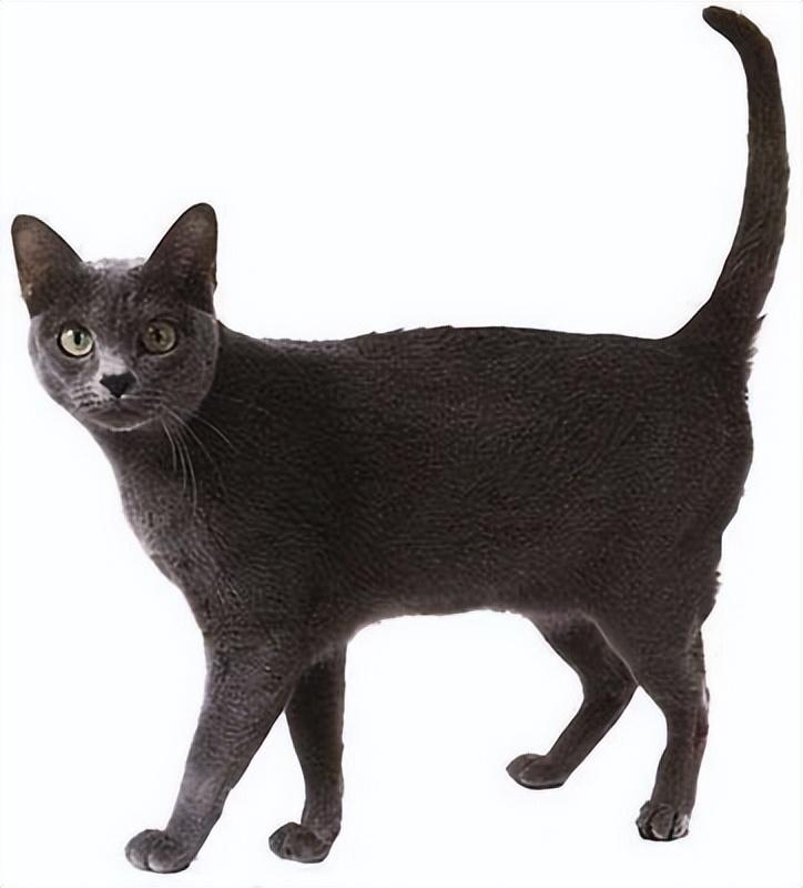 猫的图片大全大图侧面（看图识小猫猫品种大全）