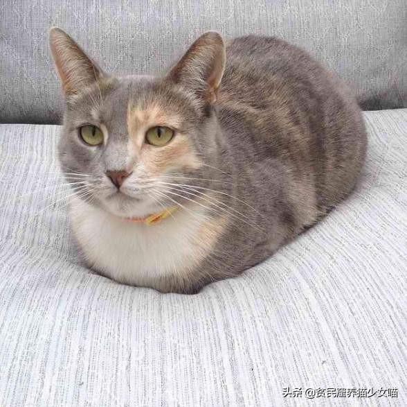 猫生几只最吉利民间说法(猫生了9只民间的说法)