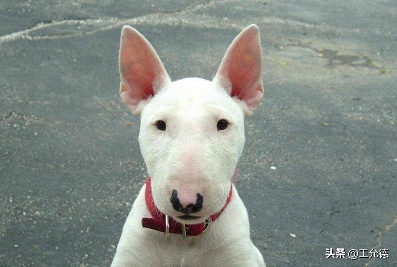 分享不养牛头梗的三个理由