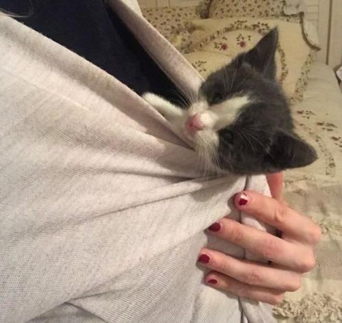 猫被抛弃后见到旧主人 养不熟的猫不想要了