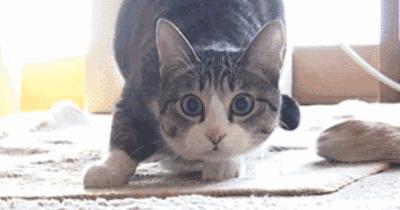 猫躺着甩尾巴什么意思（猫咪尾巴会表达哪些情绪）