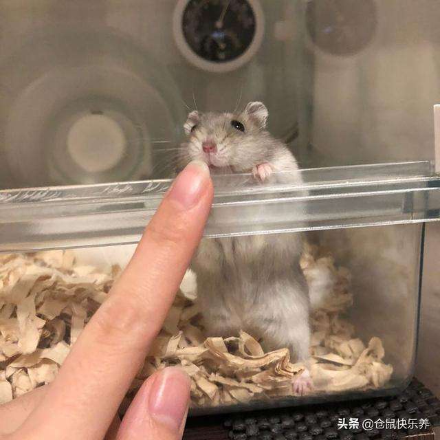 仓鼠老去难以阻挡,回忆过去美好2年,饲主感叹:以后不养仓鼠了