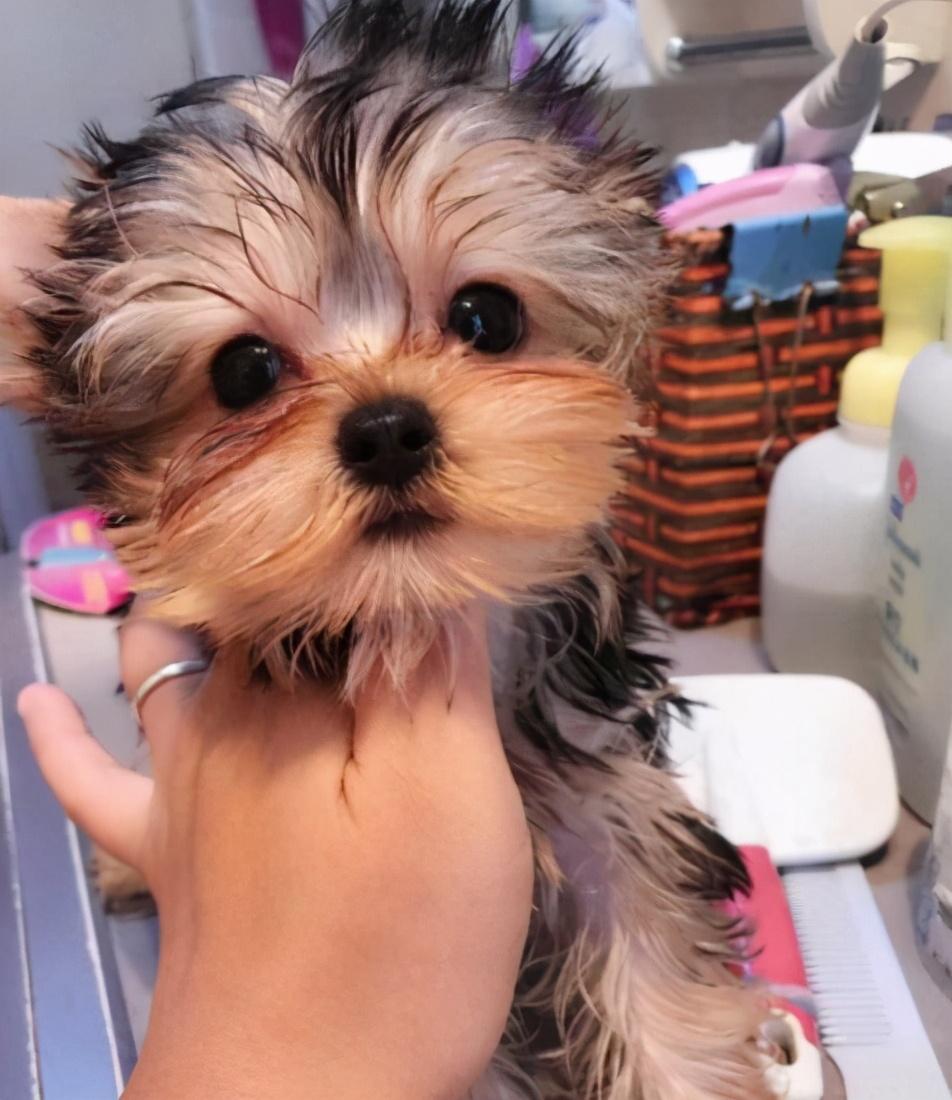 有关约克夏喜欢吃的食物推荐（约克夏犬吃什么）