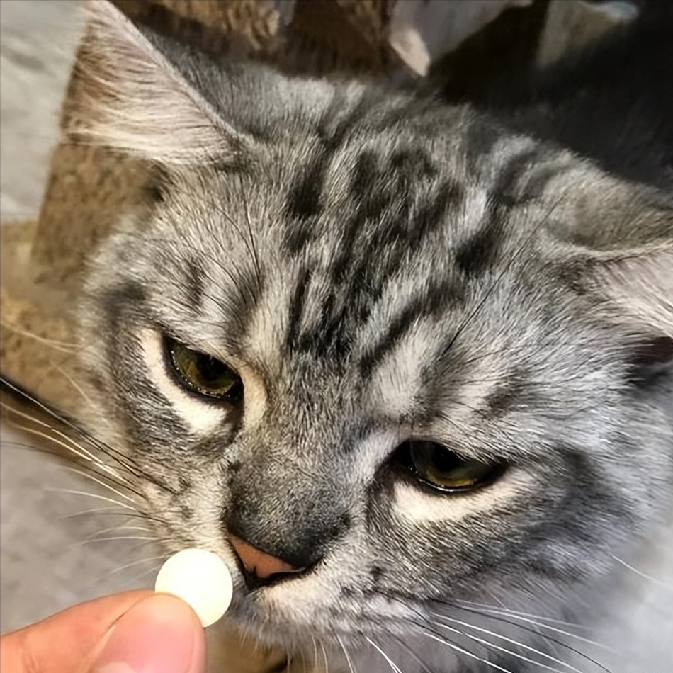 猫可以吃豆腐吗熟的(盘点新手养猫注意事项)