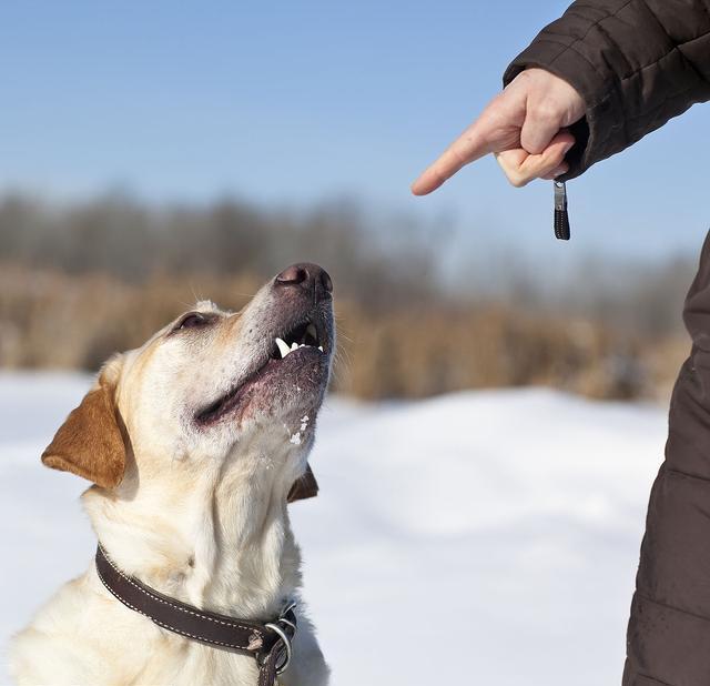 拉布拉多犬怎么训练