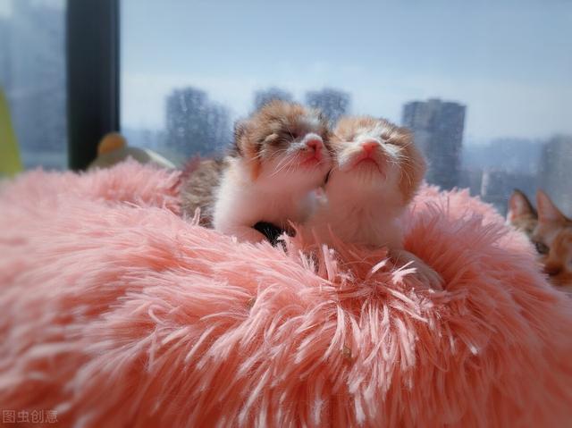 怎么知道猫咪有没有怀孕(怎样判断猫咪是否怀孕)