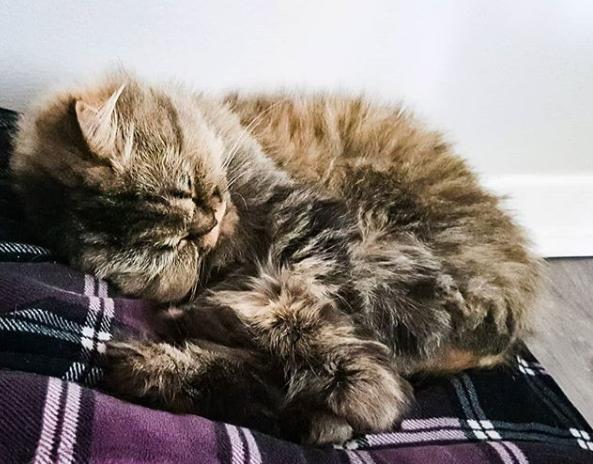 长毛狸花猫是什么品种(长毛狸花猫多少钱一只)