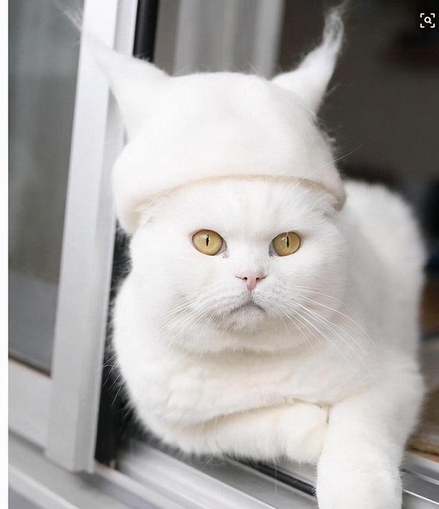 为什么不建议养英短蓝白(英短蓝白好养吗)