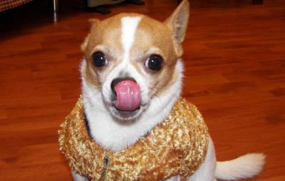 狗狗经常舔哪几个地方（狗狗脚掌缝发红一直舔）