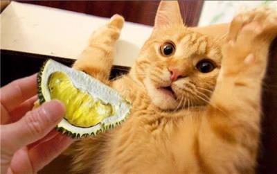 猫咪能吃啥水果（给猫咪吃这7种果蔬）