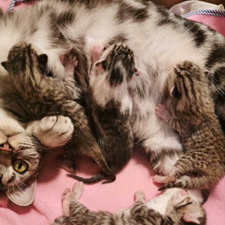 为何“中华田园猫”会被歧视（附：把土猫当宠物养的人都是傻子）