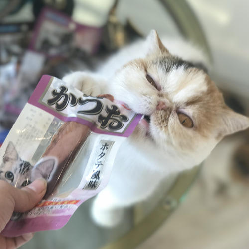 6种方法训练幼猫 猫抱着你的手又咬又蹬