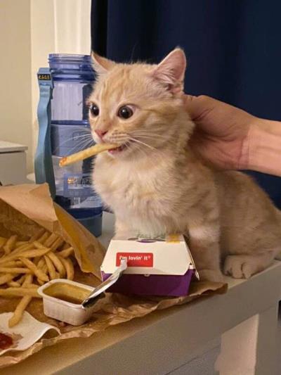 猫咪能不能吃咸的东西(打死也不能给猫咪吃）