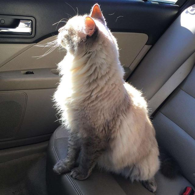 猫会晕车吗(猫会晕车是怎样的表现)