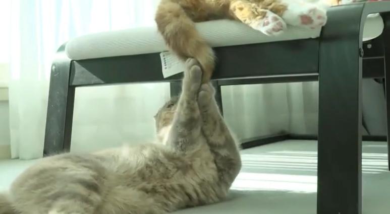 猫的尾巴有何作用(附:大力扯猫的尾巴会怎么样)