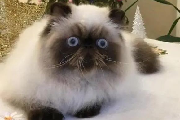 喜马拉雅猫咳嗽要立即送医院吗