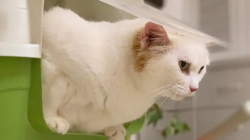 小猫经常便秘是因为啥（详解：刺激猫咪排便4种方法）