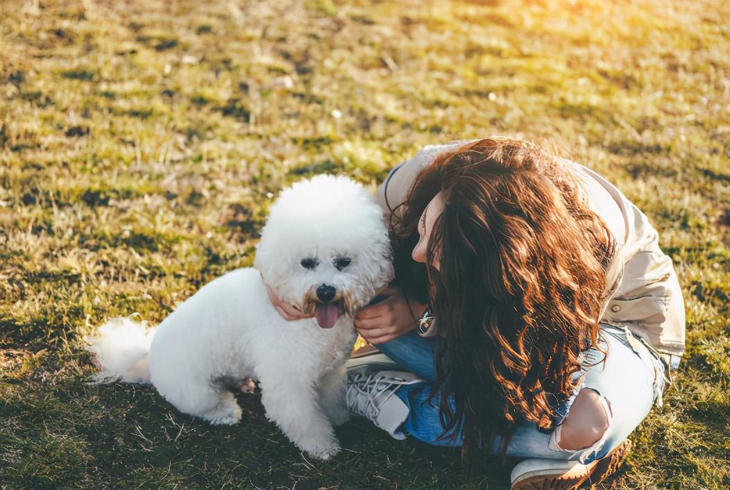 比熊犬好养吗（附：比熊的正确饲养方法讲解）