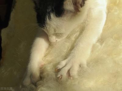 猫为什么会有踩奶的行为（踩奶行为不只是简单的生理表现）