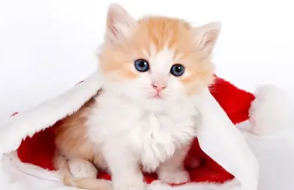 猫咪体内外驱虫可以一起吗